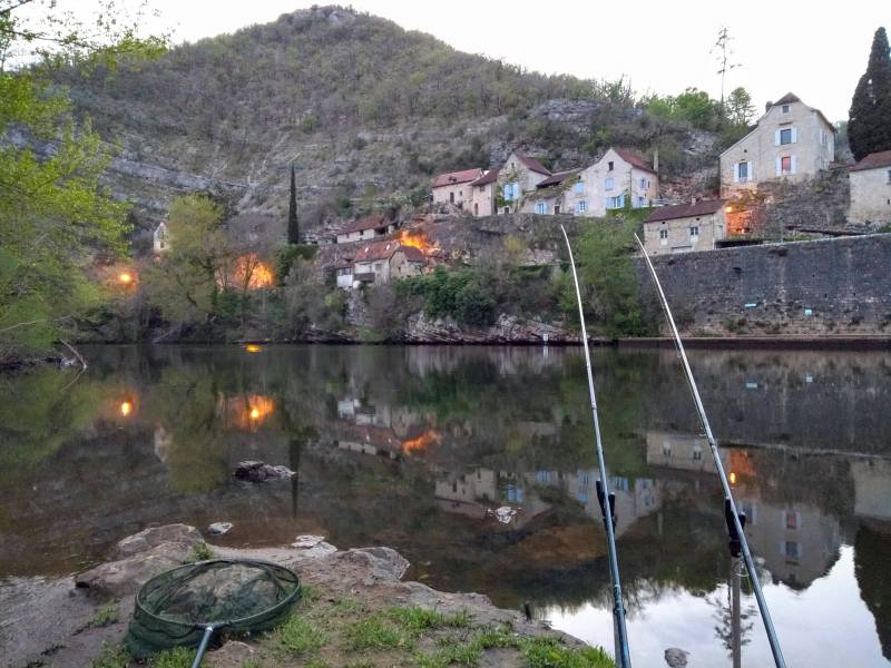 Barbel swim.jpg