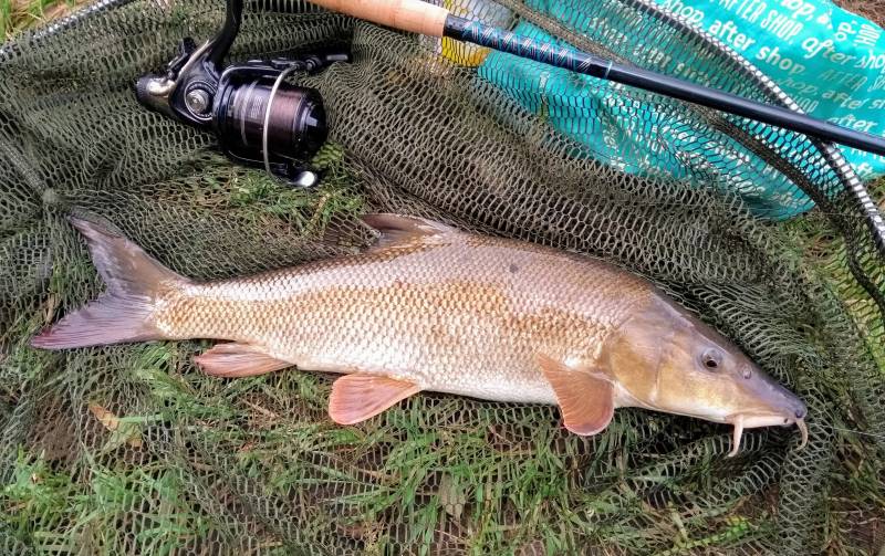 Barbel 3.5 lb.jpg