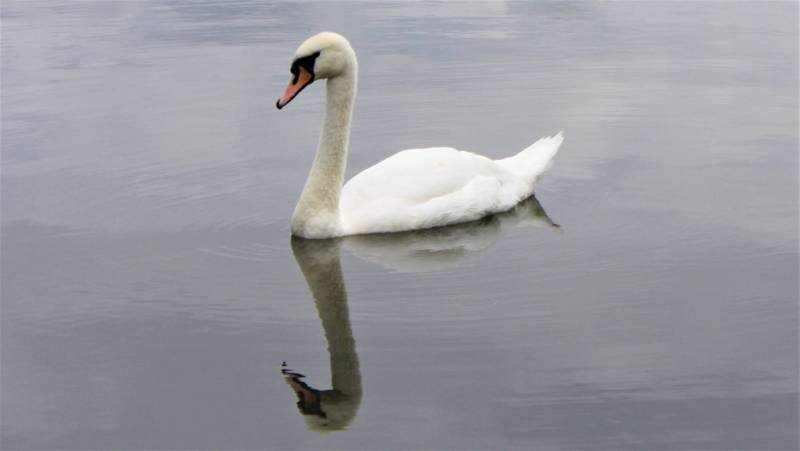1858015265_swanreflection.thumb.JPG.216e8b6918e00a49831df746aacb46f2.JPG