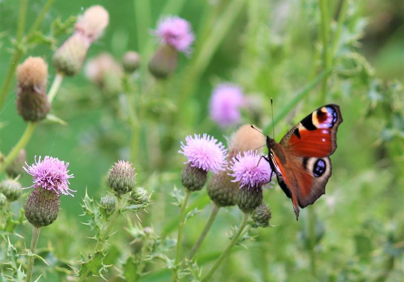994214004_butterflyonthistles.thumb.JPG.522e531c17087930a41979fea7039200.JPG