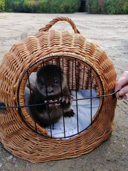 wifes pet cat.jpg